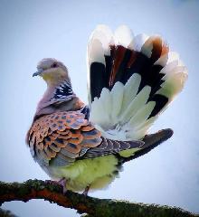 queenb, Ilkeston, Derbyshire